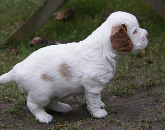 Where to Find Reputable Clumber Spaniel Adoption Centers in Your Area