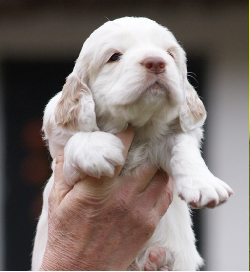 best time to deworm clumber spaniel puppies morning or night