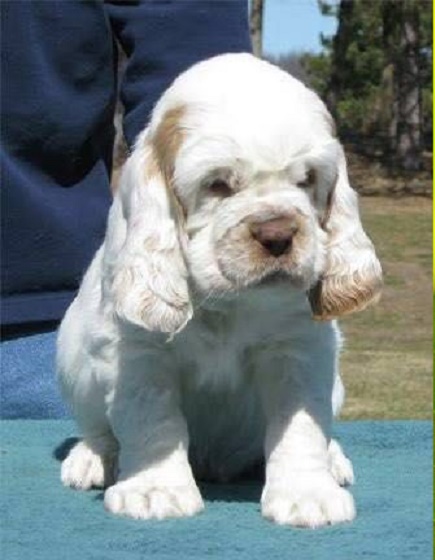 buy a clumber spaniel puppy