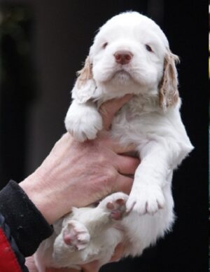 clumber spaniel breeders near me