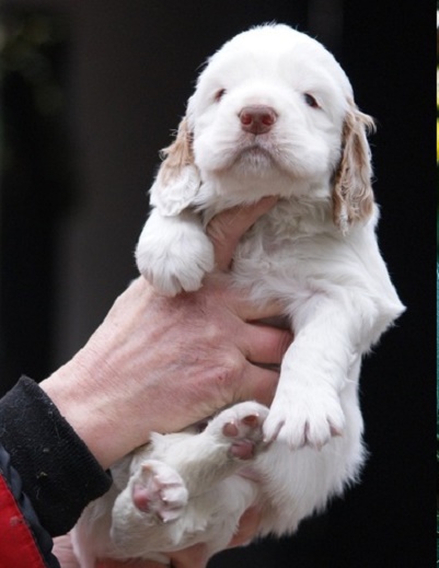 clumber spaniel breeders near me