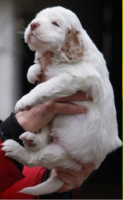 clumber spaniel for sale