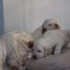 clumber spaniel price