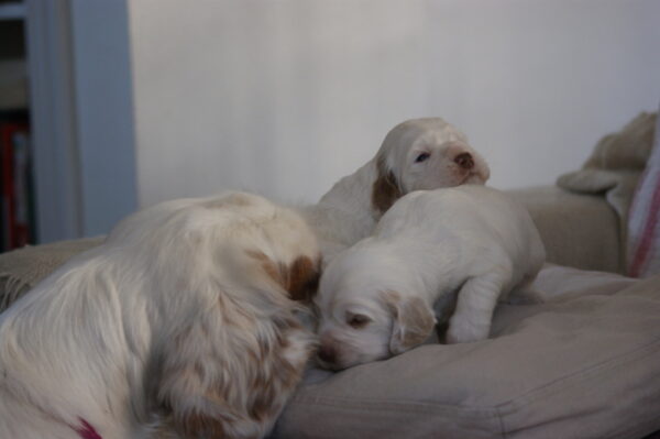 clumber spaniel price