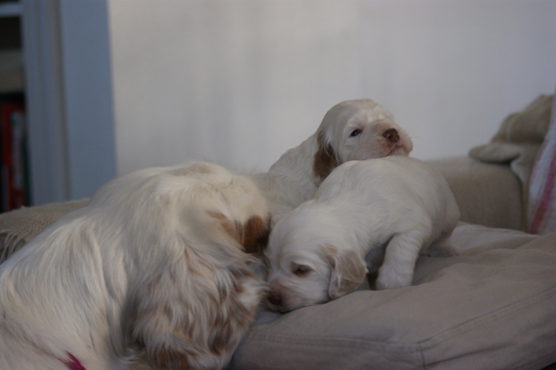 clumber spaniel price