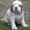 clumber spaniel puppies available for purchase