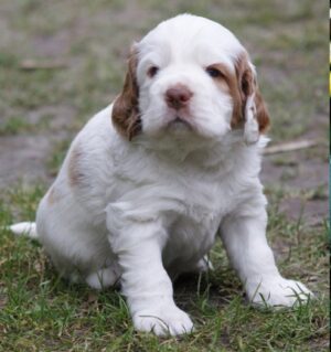 clumber spaniel puppies available for purchase