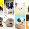 teacup puppies for sale at affordable prices