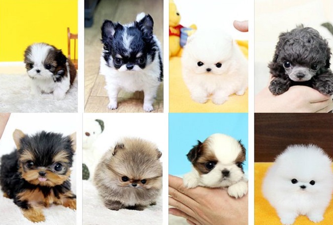 teacup puppies for sale at affordable prices