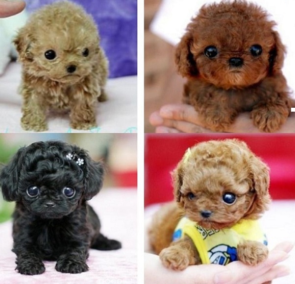 Miniature Teacup Dogs Information and Facts
