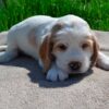 A Clumber Spaniel Puppy for sale