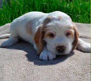 A Clumber Spaniel Puppy for sale