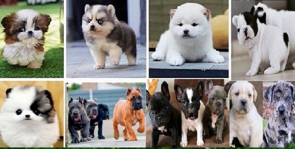 AKC Puppies and Dog Breeds for Sale and Adoption: Dog Breeds 🐾