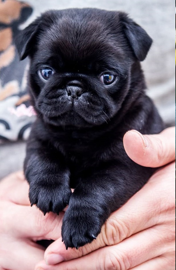 Black pug puppies for sale 🐕