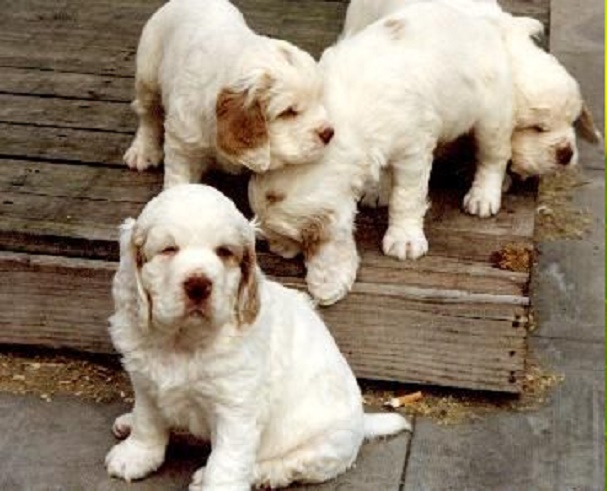 Buying or adopting a Clumber Spaniel puppy for sale