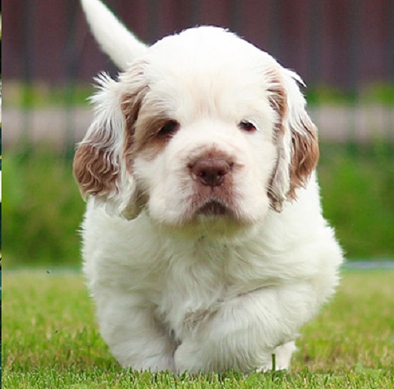 Cocker Spaniel and Chinese Shar Pei mix