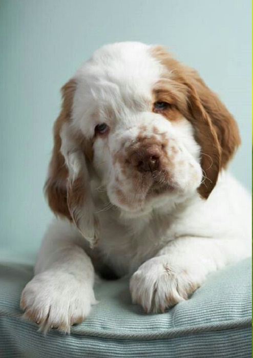 Clumber Pei Breed Facts and Information 🐕