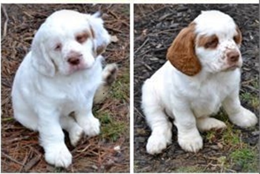 Clumber Pei Puppies for sale
