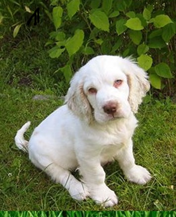 Clumber-Spaniel