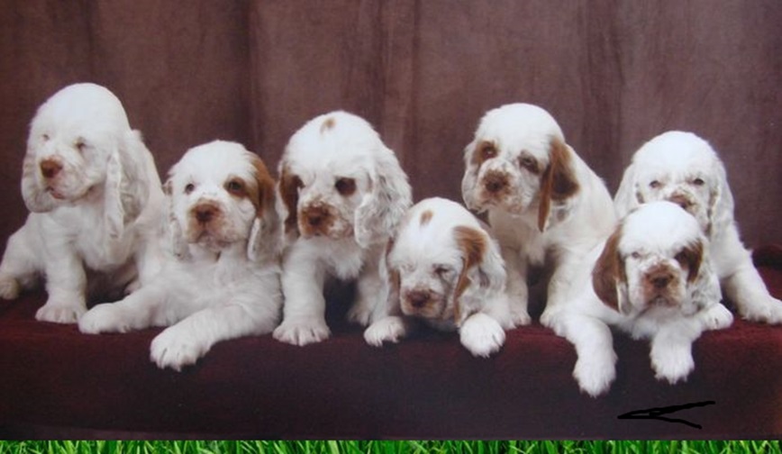 Clumber Spaniel Breed Appearance