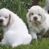 Clumber Spaniel Breed Characteristics and Information