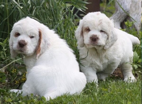 Clumber Spaniel Breed Characteristics and Information