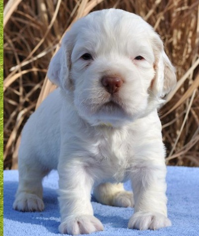 Clumber Spaniel Breeders