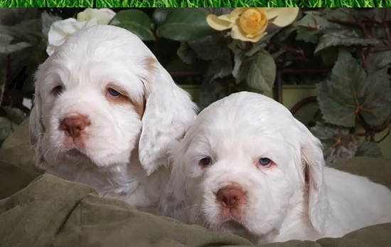 Clumber Spaniel Breeders