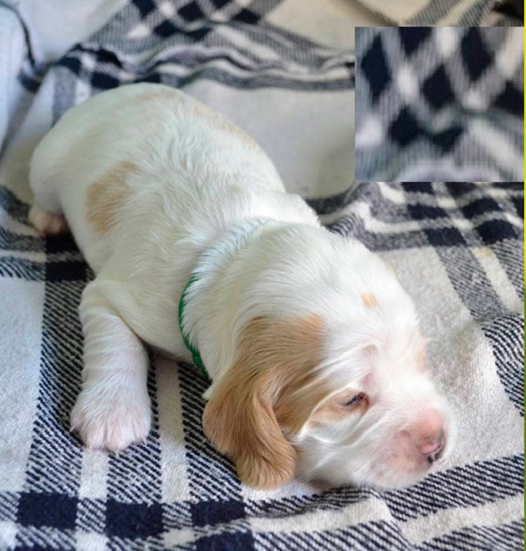 Clumber Spaniel Dog Breed Maintenance Schedule 🐾