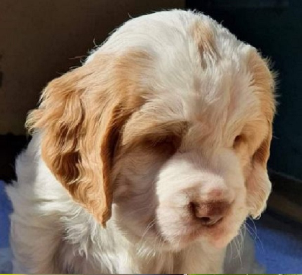 Clumber Spaniel Dog