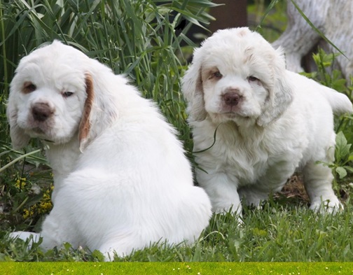 Clumber Spaniel Drooling