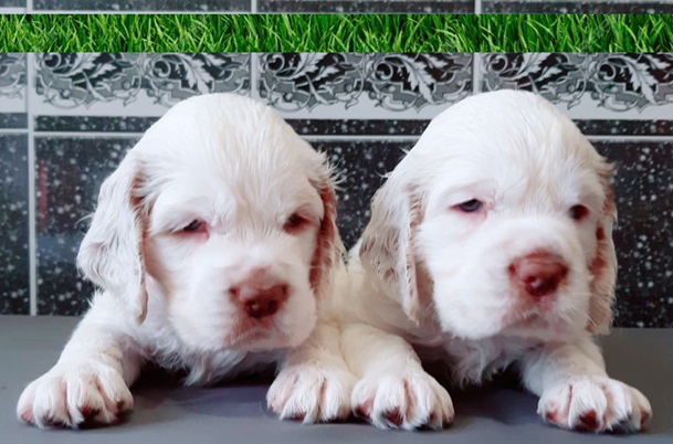 Clumber Spaniel Food Consumption