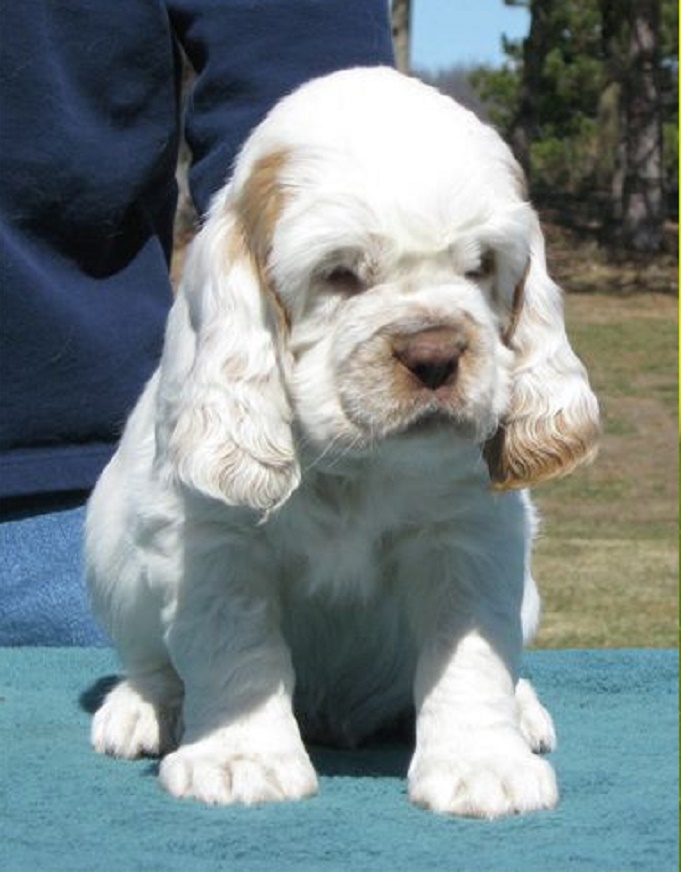 Clumber Spaniel Girl 🐾 puppy for sale