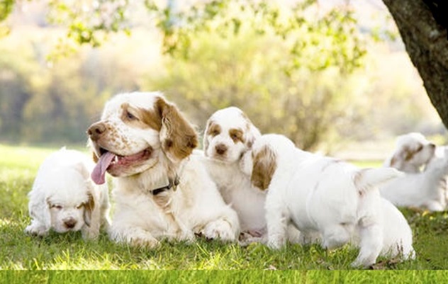 Clumber Spaniel Health Issues