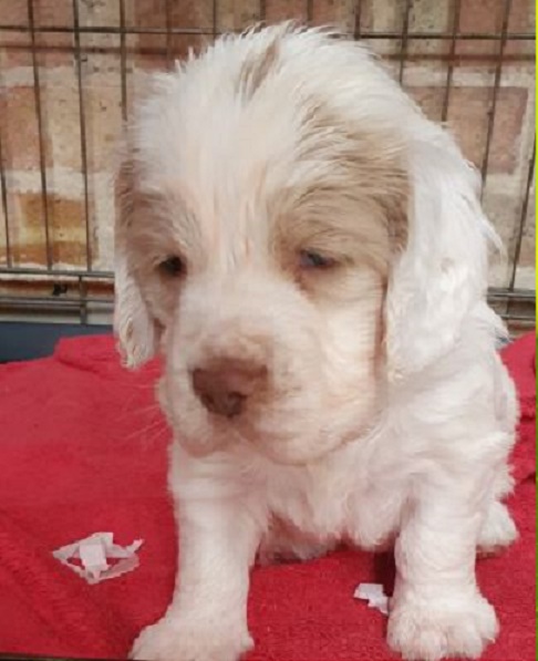 Clumber Spaniel Hip Dysplasia Early Signs and Owner Awareness 🐶