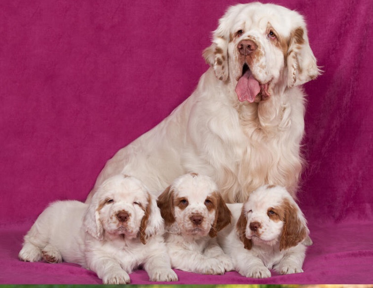 Clumber Spaniel Puppies & Rescue - pottyregisteredpuppies.com