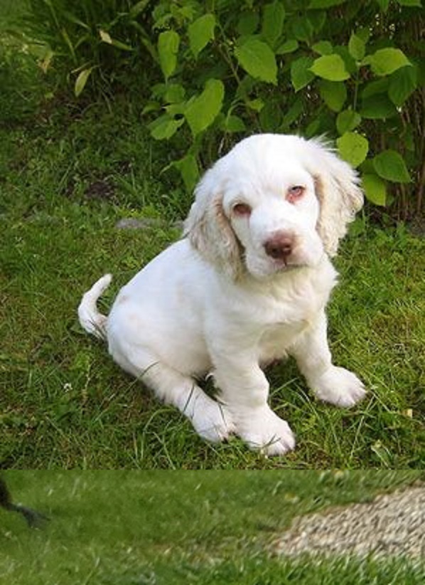Clumber Spaniel Puppies and Children-A Wonderful Combination