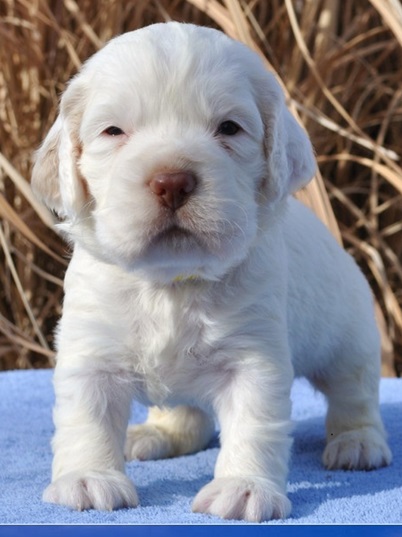 Clumber Spaniel Puppies#