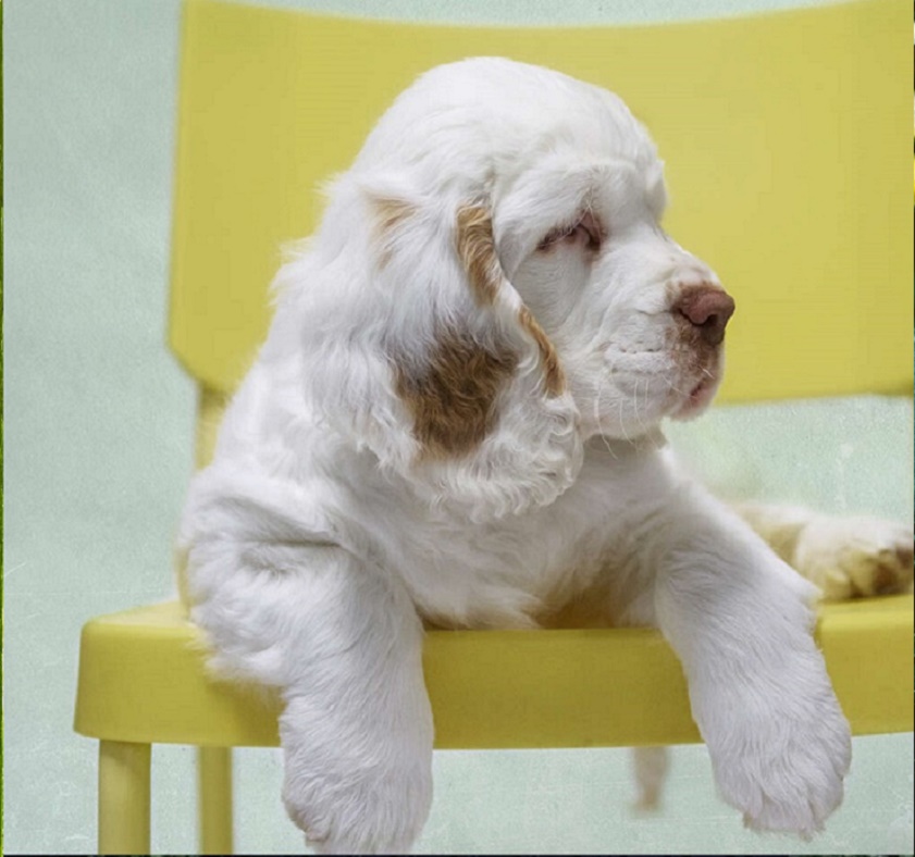 Clumber Spaniel