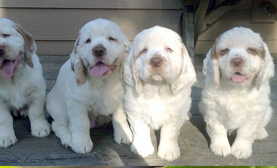 Clumber Spaniel Rare Dog Breed Facts and Information 🐾