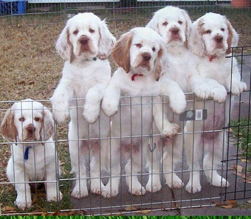 Clumber Spaniel Rescue & Placement