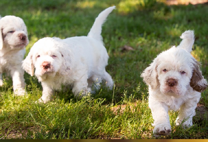 Clumber Spaniel Temperament Stubborn 🐕