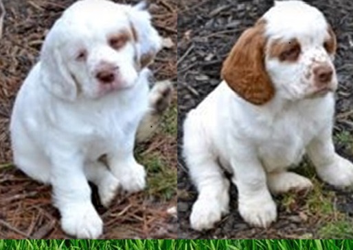 Clumber Spaniel and Cocker Spaniel