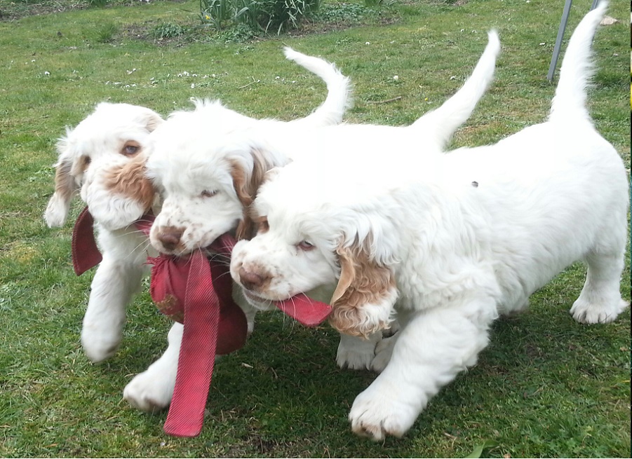 Clumber Spaniel breed guide Care, training, and fun facts