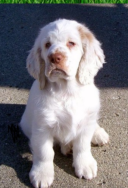 Clumber Spaniel