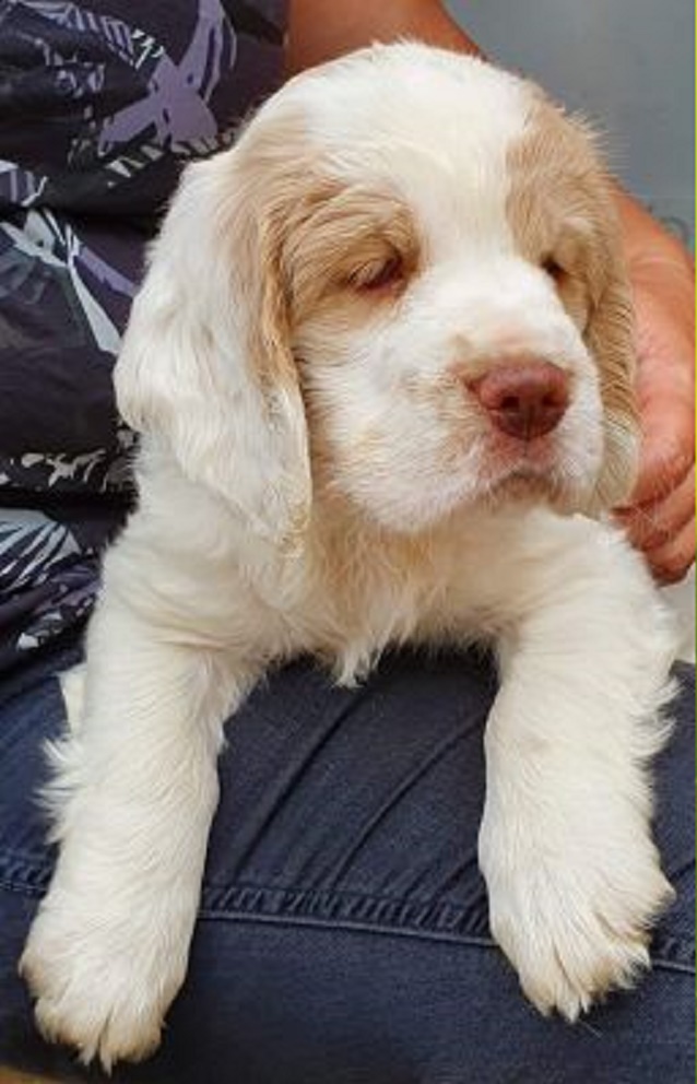 Clumber Spaniel or Golden Retriever
