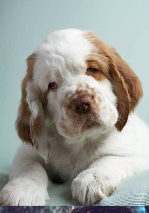 Clumber Spaniel puppy available from pottyregisteredpuppies.com 🐾