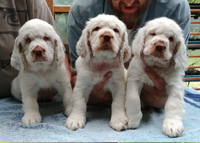 Clumber Spaniel puppy purchasing and adopting