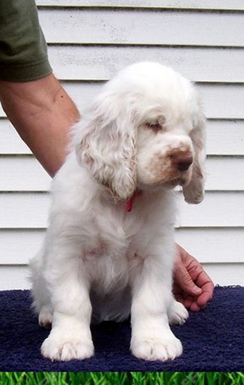 Clumber-Spaniel Clumber Spaniels