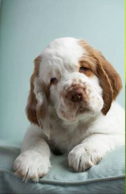 Clumber Spaniel and Sussex Spaniel